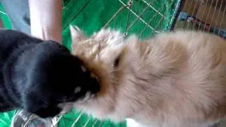 Kitty loves puppy