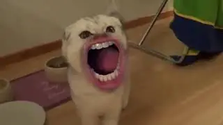 Приколи с котами мяуууу