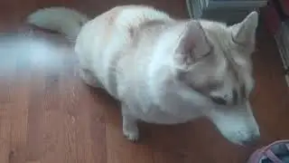 Шоу
