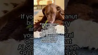 DIY Dental Chew for Dogs!