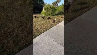 Where did all these chickens come from?! #staugustine #chicken #floridalife #staugustineflorida