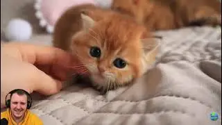 Amigon смотрит видео про очень миленького котёнка от канала Teddy Kittens