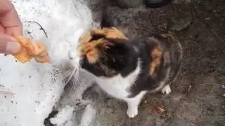 Stuffing pussy gon wild (not a clickbait)