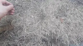Praying Mantis in My Driveway