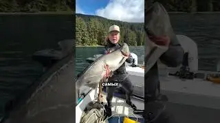 🐟🥊Шокирующая правда о диком лососе