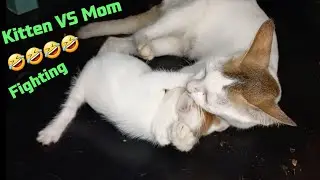 kitten fighting training | Cufylicy