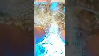 Рыбки наелись что пошла кровь