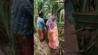 Village uncle and aunty's videos funny and