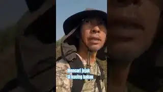 Mencari Jejak Si Kucing Bakau #kucingbakau