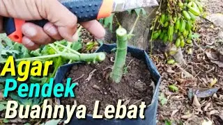 Trik Membuat Pepaya Pendek Berbuah Banyak