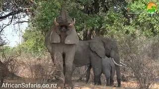 Elephant eating, South Luangwa National Park, Zambia