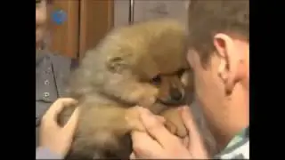 Симпатичный Балу