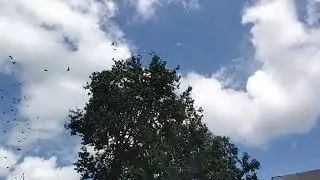 Молодёжь линяет ,нехотят летать.