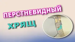 Перстневидный хрящ
