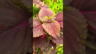 #LeafyGreens #PlantCare #GardeningTips #BotanicalBeauty #VibrantFoliage #Natures #GardenInspiration