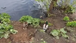 ЖИЛИ У БАБУСИ ДВА ВЕСЕЛЫХ ГУСЯ