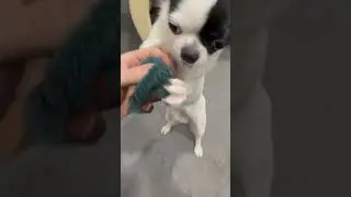 ВАЙТЮХА ГРЫЗЕТ ОБЕЗЬЯНУ