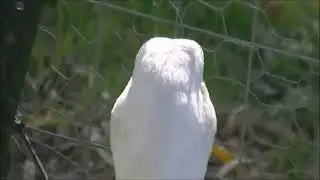%7 duck girl fart