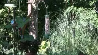 whirly squirrely 1