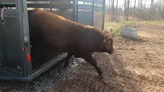 He's NOT HAPPY!! Angry new bull hits the farm! 😡😡
