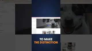 WordPress Theme Customizer vs Page Builder? 
