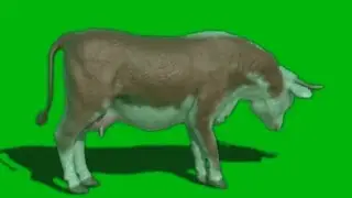 Copyright free video. Green screen video. background green.