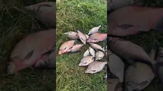 Бонусные лещи на фидер. Берендеев Прогон.
