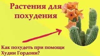 Растения для похудения  Снижение веса при помощи Худия Гордони  Галина Гроссманн