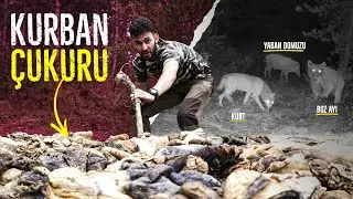 VAHŞİ DOĞADA KURBAN ÇUKURUNU İZLEMEK! (KURT VE DOMUZ YAN YANA!)
