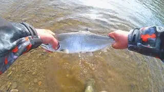 Ловля Симы на поплавок / Cherry Salmon