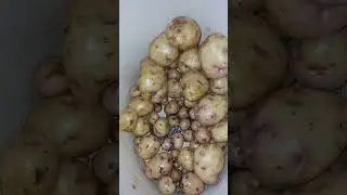 Из картошки 