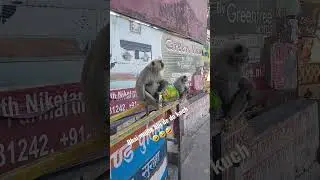 #funnyvideo #funnyshorts #funnymoments #monkey #funny #reels #shorts #shortvideo #share #rishikesh