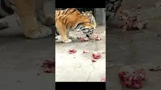 Tiger 240