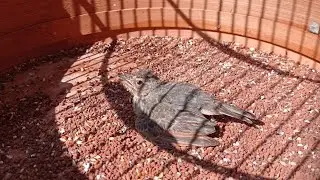 Belajar Rawat Burung Branjangan Paud