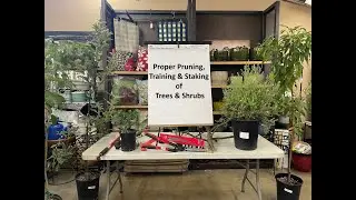 Proper Pruning: Training & Staking of Trees and Shrubs