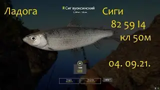 рр4! Ладога. Сиг на донку!