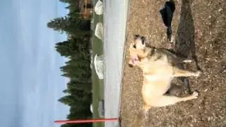 Maple tries to Fly