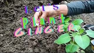 GingerPlanting Pa More! #nature #amazing #farming #garden #diy #cooking  #ginger #plants #easy #fun