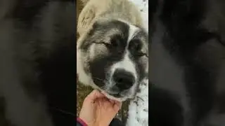Щенок кавказской овчарки. Урок 5 бум и низ.