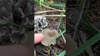 Телефора пальчатая