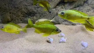 Ophthalmotilapia nasuta 