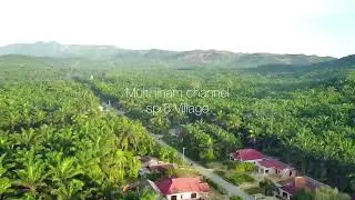 Wilayah Perkebunan Sawit || Dharmasraya Sumatera Barat