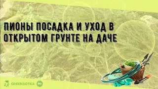 Пионы посадка и уход в открытом грунте на даче