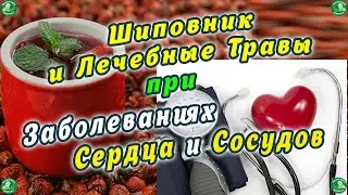 Шиповник и Лечебные Травы при Заболеваниях Сердца и Сосудов 💔⚕️ Знахарь-Кирилл 🧙‍🙏