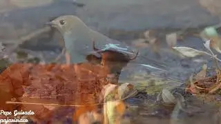 El Papamoscas Cerrojillo baja de las montañas donde ha criado