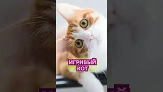 Про котов 2.0 #shorts  #cat #funny #юмор
