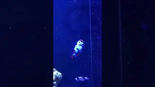 Clownfish Sick?