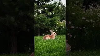 Как круто сфотографировать зайца 