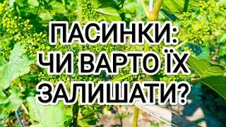 Пасинки на винограді: чи варто їх залишати