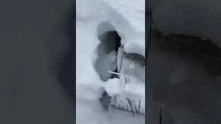 Зимовка пчел под снегом - откапываемся